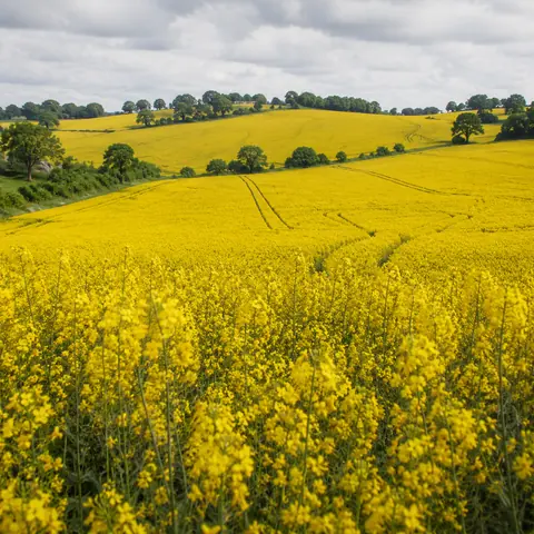 Canola crop in an original farming simulation scene