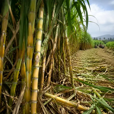 Sugarcane crop in an original farming simulation scene