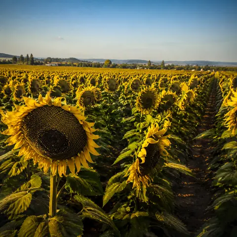 Sunflowers crop in an original farming simulation scene